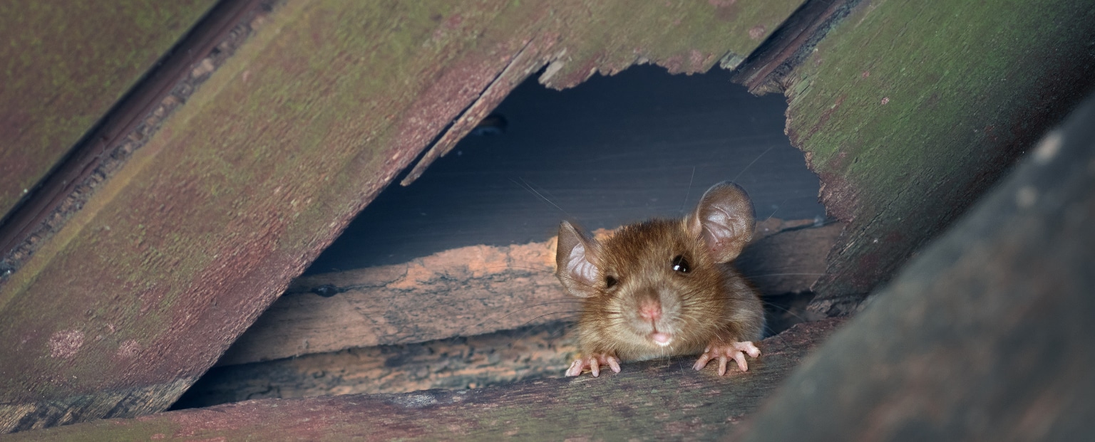 How Much Does Pest Control Cost in the UK?