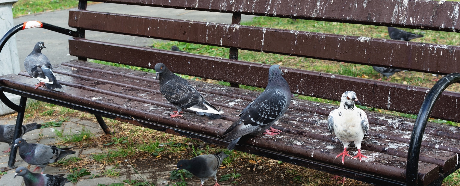Pigeon Prevention for Guano/Poo